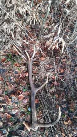 Na jeleňom chodníčku