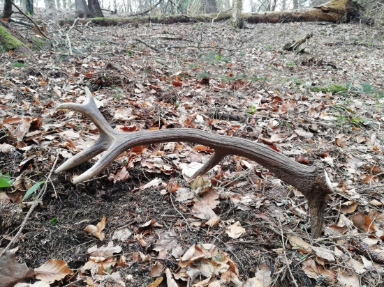 Zaujímavý dvanástorák..