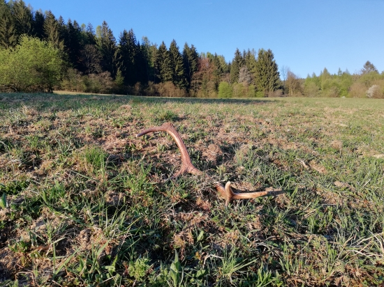 Potešenie lúčne.. II.