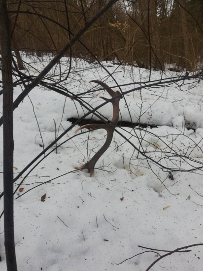 Keď začali rásť.. :)