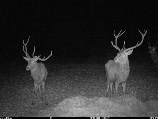 Keď sa povie rarita...