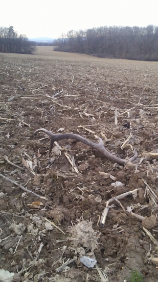 aj tak som ho nasiel