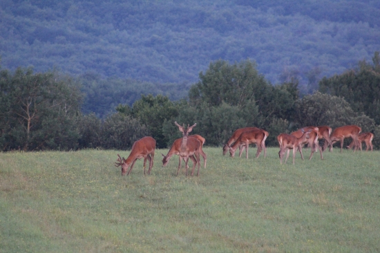 Budúci králi.