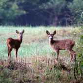 Stretnutie pri vode.