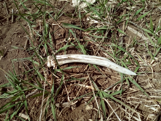 Bez 80cm rovný meter