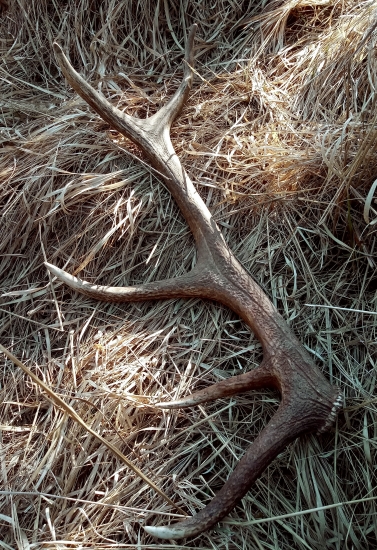 Čerstvý s odlomenou vetvou v korune