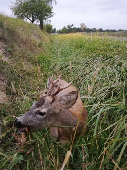 Auta a zver-skoda ho