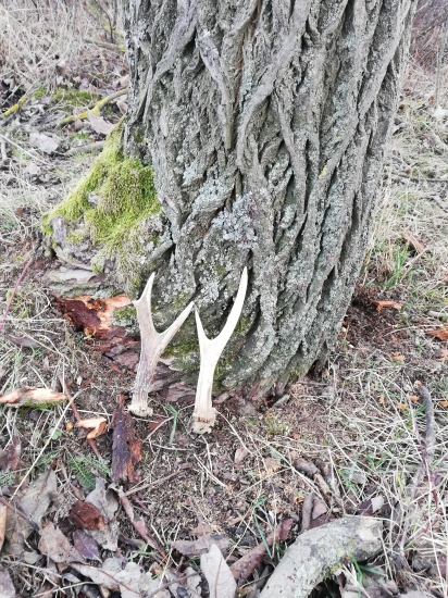 Na novy rok v prirode