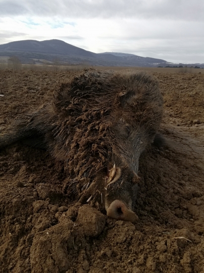 Novorocna autonehoda