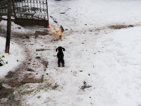 Sliepky, bacha namna...