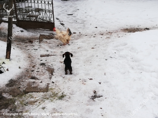 Sliepky, bacha namna...