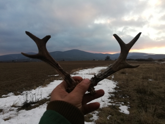 Starsia srncia para nedaleko od solnika
