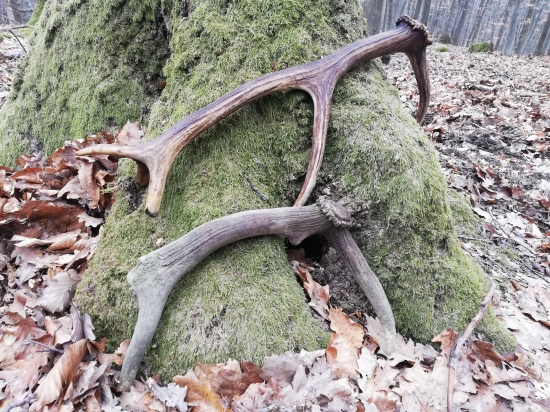 Startovne v novej sezone