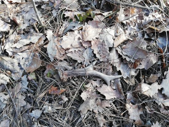 V borovicovej skolke