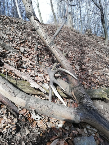 Skoro som ho presiel