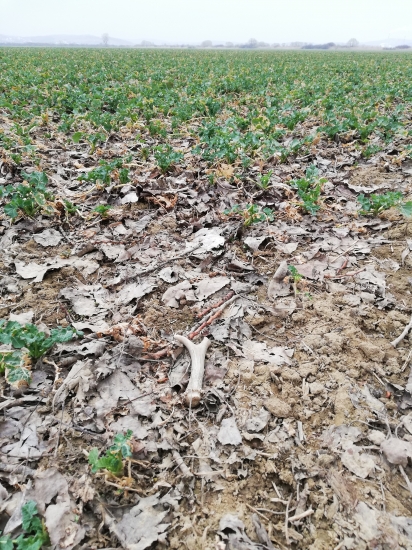 16/2019 v repkovom poli