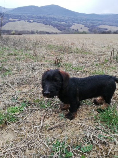 17,18/2019 odvdacil sa za krmenie