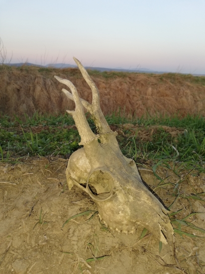 Stara raritka cca 9r a viac