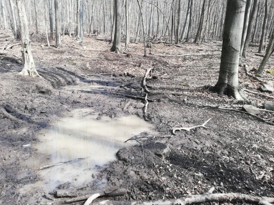 Jarny kupel, parozie odlozil