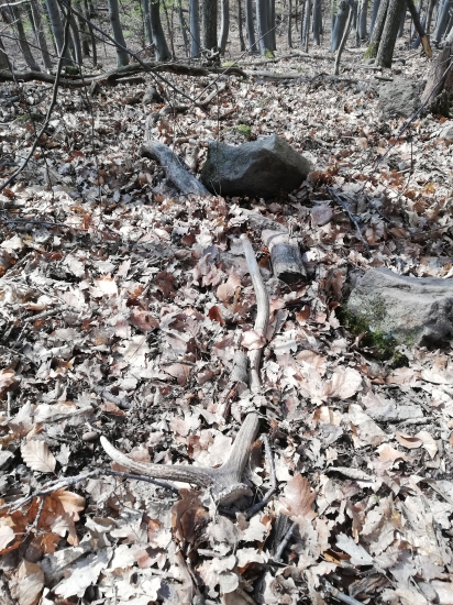 Rok namna cakal 6-torak