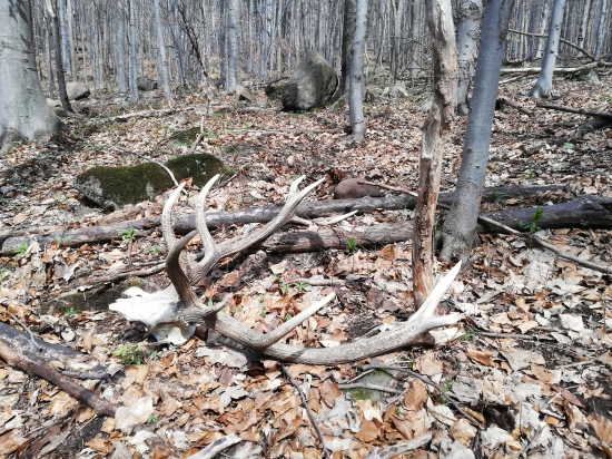 Dvanastorak dockal sa nalezcu