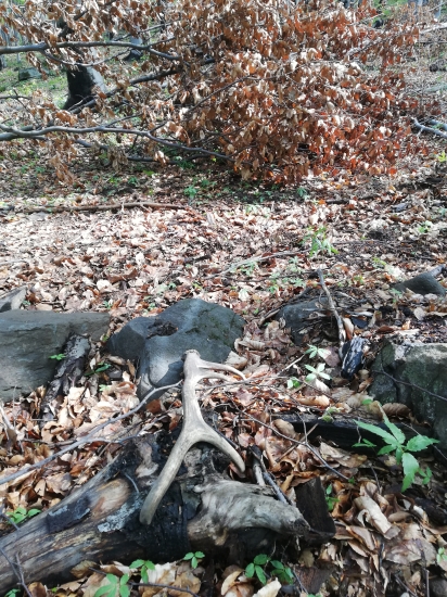 Este osmoracik do zbierky