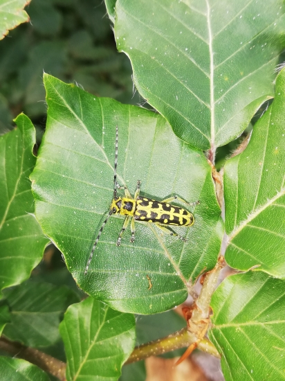 O aky druh fuzaca ide?????