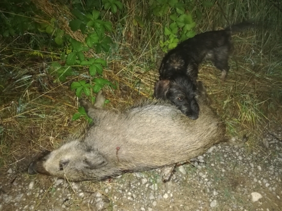 Vecerne prasiatko a pomocnik