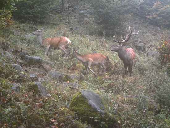 Strazca haremu
