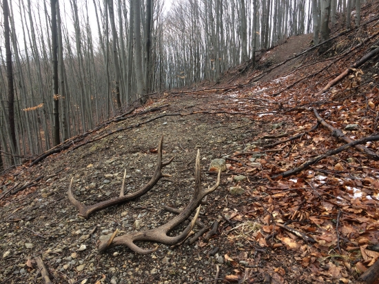 Para 12-toraka foto 347535