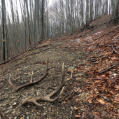 Para 12-toraka foto 347535