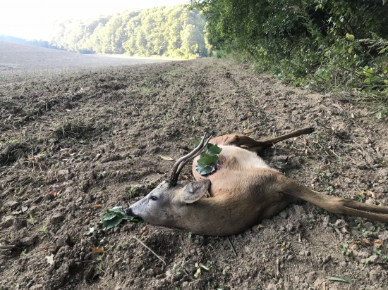 Skodník s pod lesa...