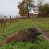 Nedavalo pozor...:-)