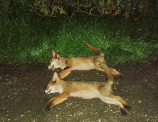 Škodná