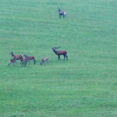 Ruja Blatnica-Folkušová