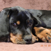 tak jsem přivezl štěnátko od kamaráda