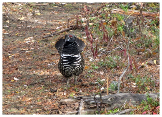 TETŘÍVEK KANADSKÝ Falcipennis canadensis