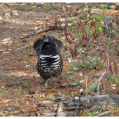 TETŘÍVEK KANADSKÝ Falcipennis canadensis