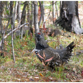 DALŠÍ ZÁBĚR Z KANADY