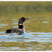 Potáplice Lední Gavia immer