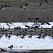 Čejka chocholatá .