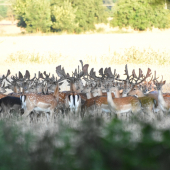 Spomienka na letny vecer
