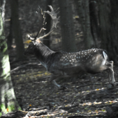 Leti, leti, vsetko leti