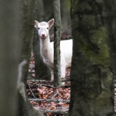 Rarita medzi stromami