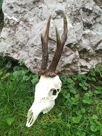 Úhyn srnca po úprave