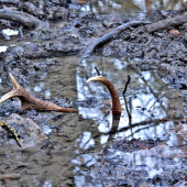S osobným strážcom