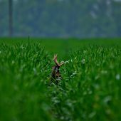 Driemajúc v utajení