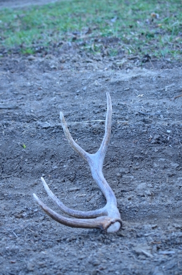 24-tý čakal na ceste