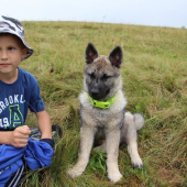 Nórski losí pes a Dominik