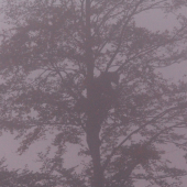 medvedica na bukviciach